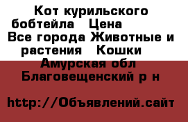 Кот курильского бобтейла › Цена ­ 5 000 - Все города Животные и растения » Кошки   . Амурская обл.,Благовещенский р-н